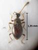 Euconnus hirticollis